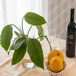 One Bedroom With Balcony Appartamento Mlini
